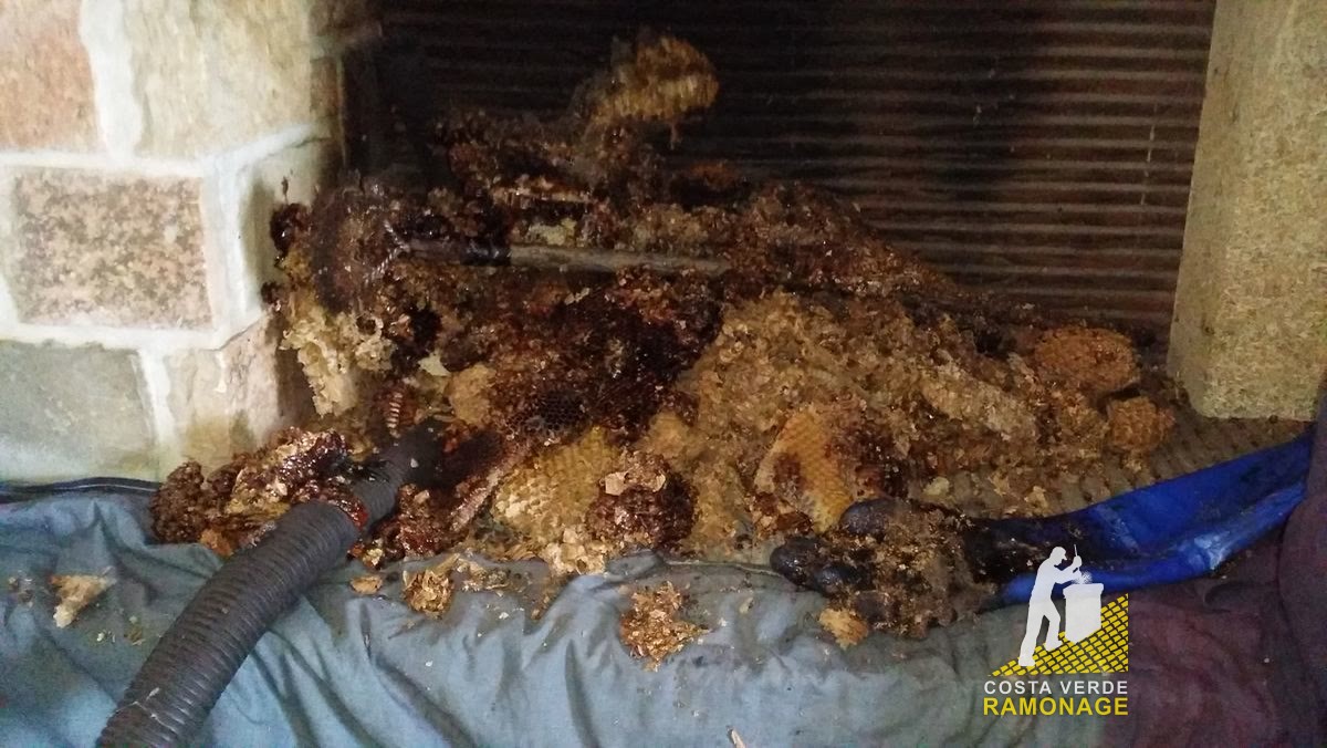 Nid d'insectes tombé dans un foyer de pierre, posé sur la bâche de protection avant enlèvement